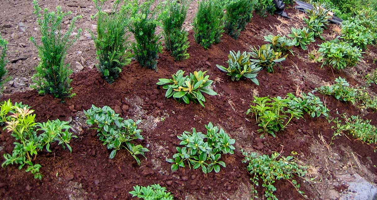 Bark som ligger i bed i skråning.